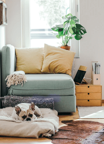 Green corner lounge chair with yellow pillows and french bulldog lying in front