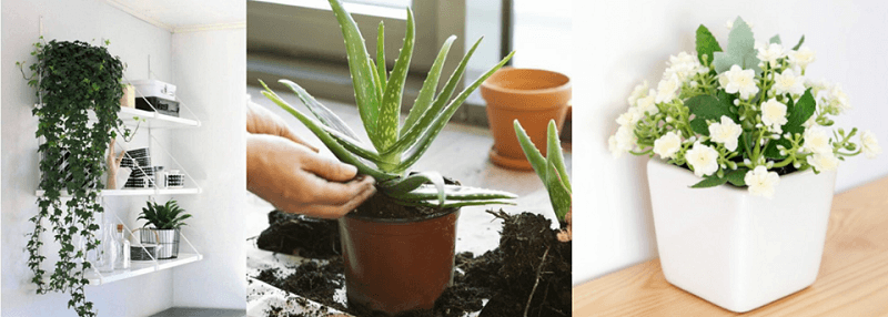 Aloe Vera, Ivy and jasmine plants in small pots