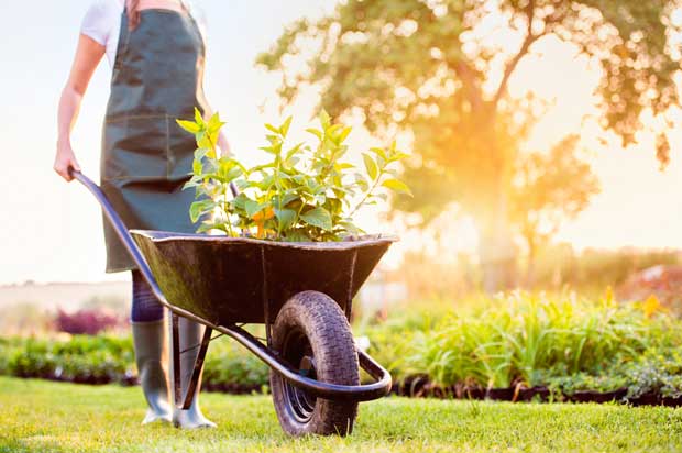 Woman pushing black wheelbarrow with plants