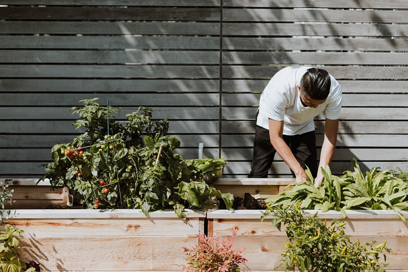 Man tending a raised vegetable garden.