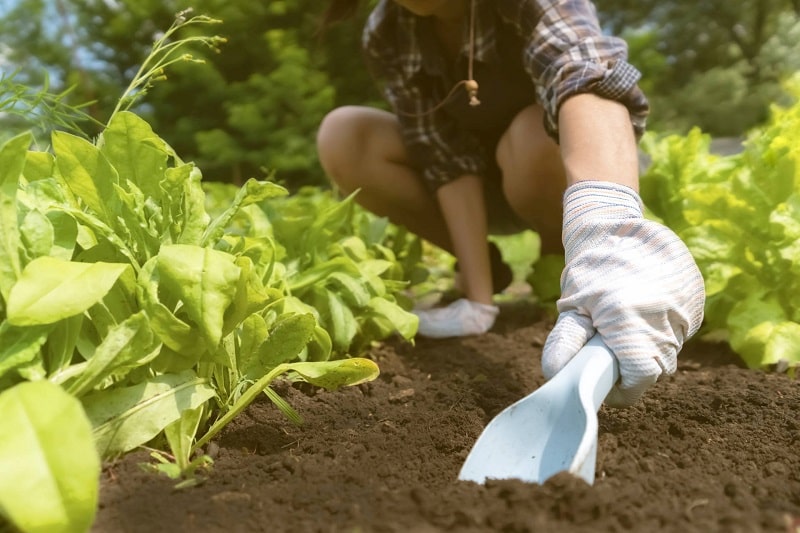 Home gardener digging soil with a spade 